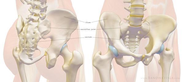 OWNER'S MANUAL: sacrum & SI joint 1 owners manual diagram